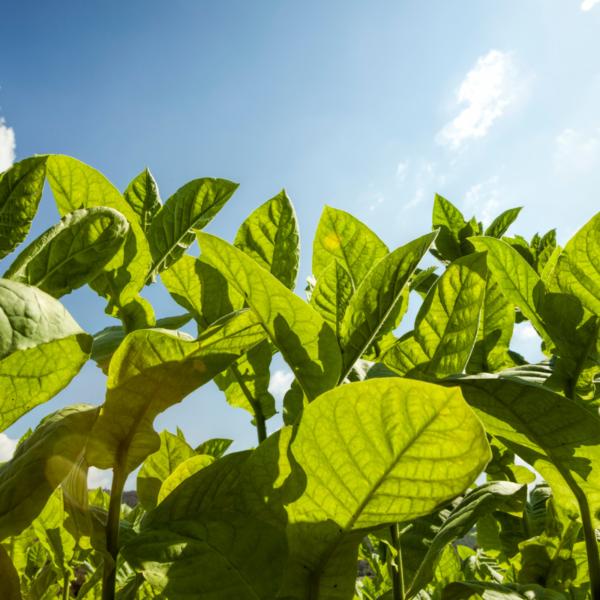 Alternative view of ANTI TOBBACO - proti neprijetnim vonjavam - dišeča sveča