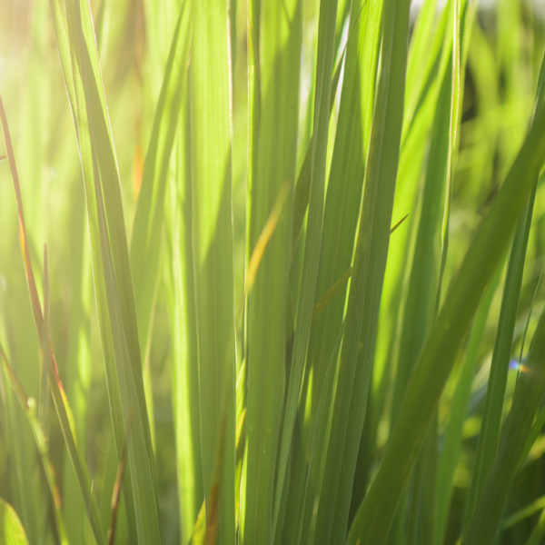 Alternative view of INSPIRED BY NATURE - LEMON GRASS - dišeča sveča 215g