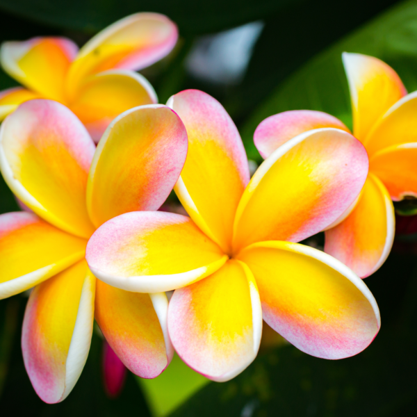 Alternative view of MINI JAR - TROPICAL FLOWER -  HVALA ZA OBRISANE SOLZICE